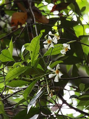 写真:プロペラのようにねじれた花弁をもつテイカカズラの花