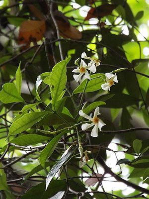 写真：プロペラのようにねじれた花弁をもつテイカカズラの花