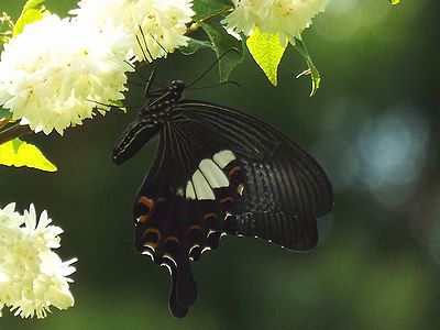 写真：黒地に大きな黄白色の模様が目立つモンキアゲハ