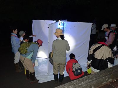 写真:明かりを当てた白い布に虫が寄ってくる様子