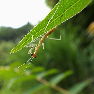 写真:オオカマキリの1齢幼虫