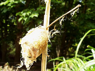 写真:卵しょうの上に小さなカマキリ