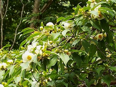 写真:エゴノキの花に似るヒメシャラ