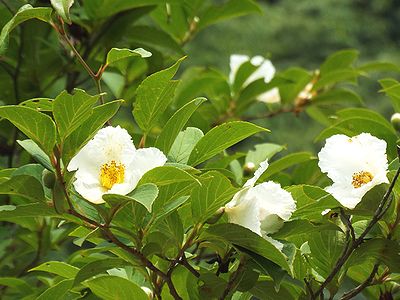 写真:花の縁がフリルのようなナツツバキ