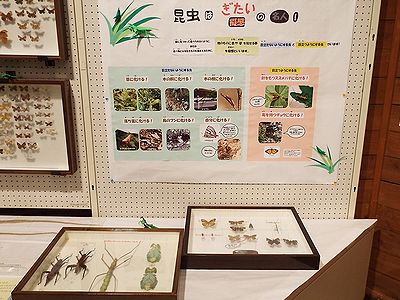 写真:昆虫の擬態の解説展示