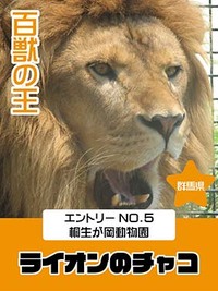 百獣の王　エントリーNo.5桐生が岡動物園　ライオンのチャコ