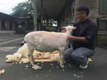 毛刈り後のヒツジ