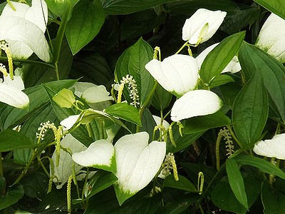 写真:花の時期に葉が白くなるハンゲショウ