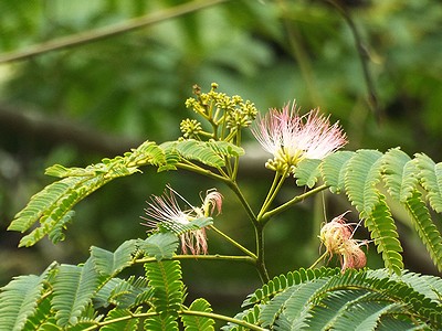 写真：木の高いところで咲くネムノキ