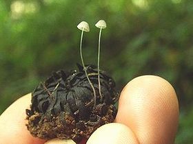 写真：どんぐりから糸のよう細いキノコが2本生えている
