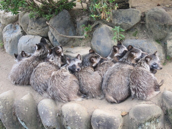 普段はよくこの様に8頭揃って休息しています