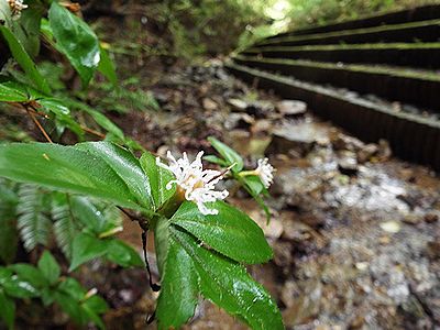 写真:ナガバノコウヤボウキの花