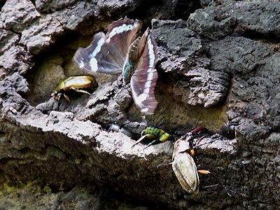 写真:樹液に寄る虫たち