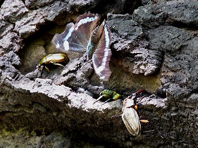 写真：樹液に寄る虫たち