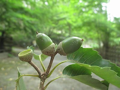 写真:まだ未熟な緑色のどんぐりに小さな穴が開いている