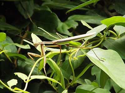 写真:薮にまぎれるオオカマキリ