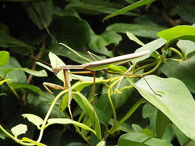 写真：薮にまぎれるオオカマキリ