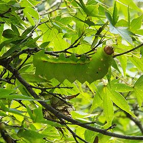写真：木陰に隠れる緑色の大型イモムシ