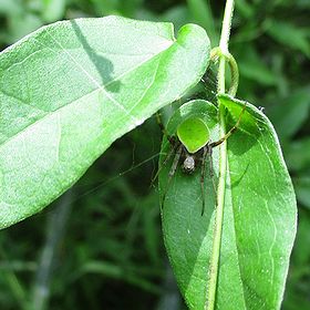 写真：葉と葉の間で休む緑色のクモ