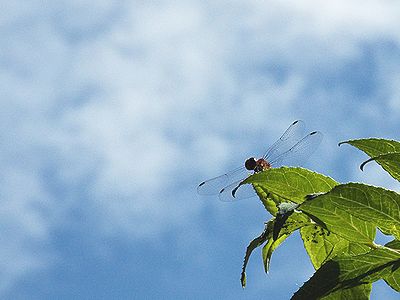 写真:青空を背に枝先にとまる赤とんぼ