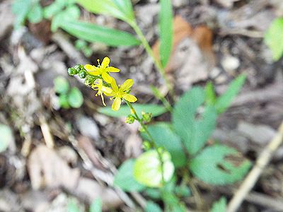 写真:黄色い小花のヒメキンミズヒキ