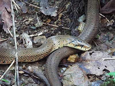 写真：寸胴な体型のジムグリ