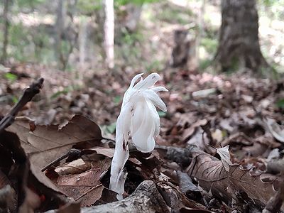 写真：白いたてがみのようなギンリョウソウモドキ