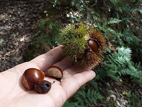 写真:割れたイガグリと外に落ちたクリ