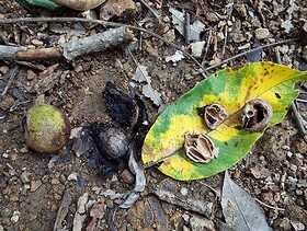 写真:オニグルミの実や割れた殻