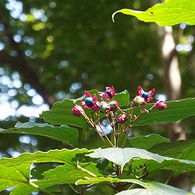 写真：赤い萼と青い実がが花のように見えるクサギ