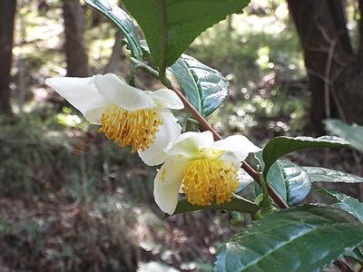 写真:純白の花弁をひらくチャノキ