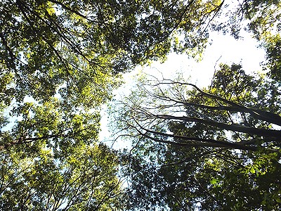 写真:樹の高い所の枝は遠慮しあって伸びている