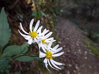 写真:園路脇に咲くシロヨメナ