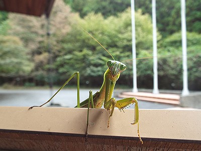 写真:看板から顔をのぞかせるオオカマキリ