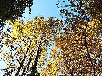 写真:黄金に輝くカツラの葉
