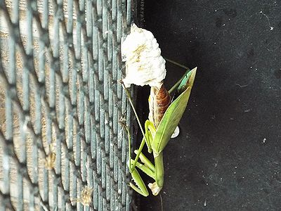 写真:産卵中のオオカマキリ