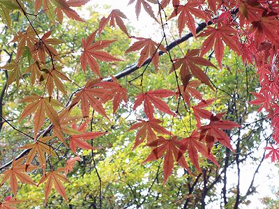 写真：紅葉したイロハモミジ