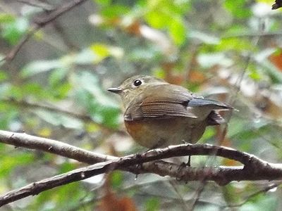 写真:冬鳥の代表ルリビタキ