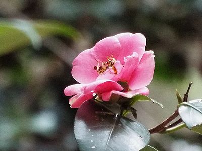 写真:ヤブツバキの花