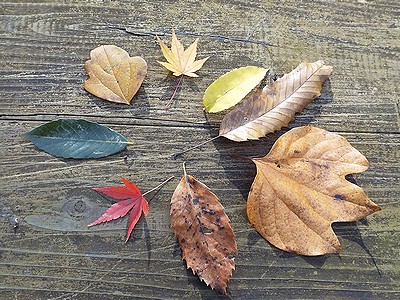 写真:色も形もいろいろな葉
