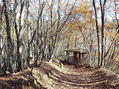 写真:キアゲハ観察舎周辺は落ち葉の道