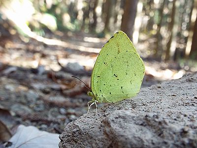 写真：園路の真ん中の石の上で羽を閉じてとまるキタキチョウ