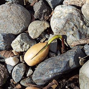 写真:どんぐりが割れ出た根が地面にまっすぐ伸びている