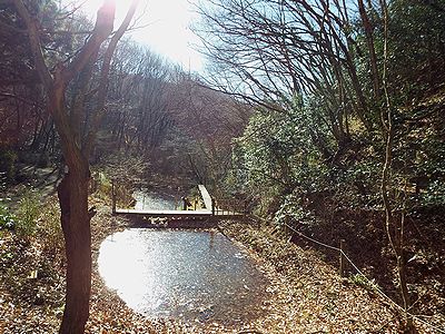 写真:薄氷の張ったイトトンボの沼で日差しが反射しまぶしい