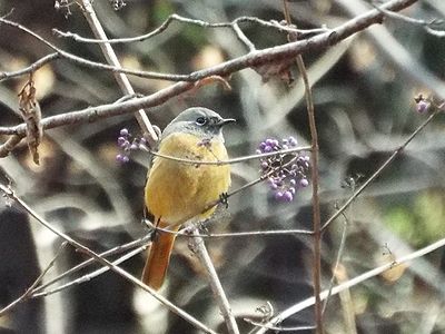 写真:ムラサキシキブの枝にとまるジョウビタキ