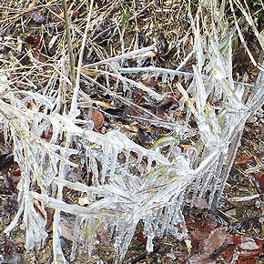 写真：凍りついた枝の下側にできたたくさんのつらら