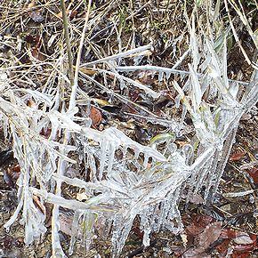 写真:凍りついた枝の下側にできたたくさんのつらら