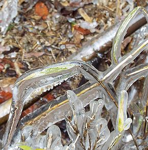 写真：氷の中に緑色の笹の葉