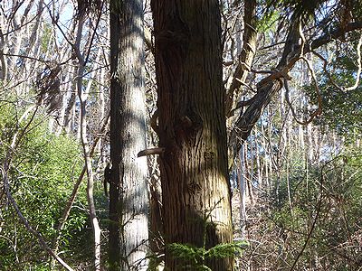写真:管理ヤードのスギの木にリスが隠れている