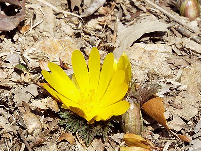 写真:パラボラアンテナのような形に花開いたフクジュソウ